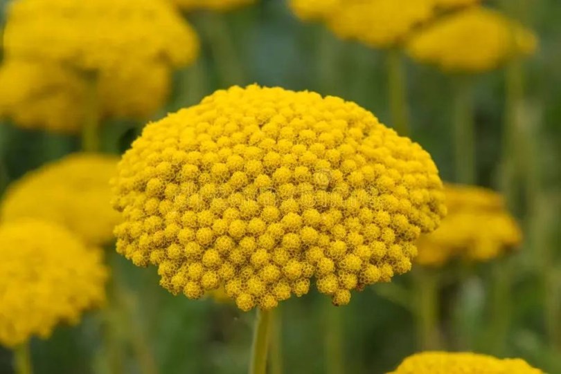 Aranysárga cickafark 'Cloth of Gold' - Jószagú cickafark, Achillea filipendulina , virág